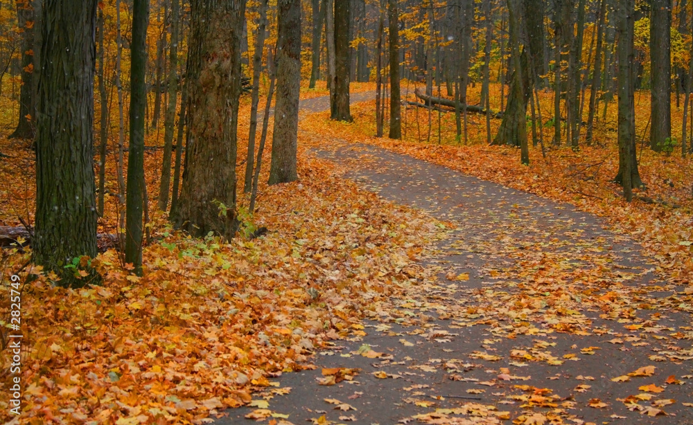 autumn road autumn road