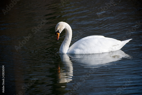 swan