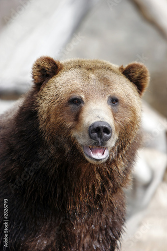 grizzly bear smiling