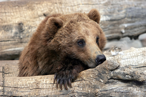 grizzly bear relaxing