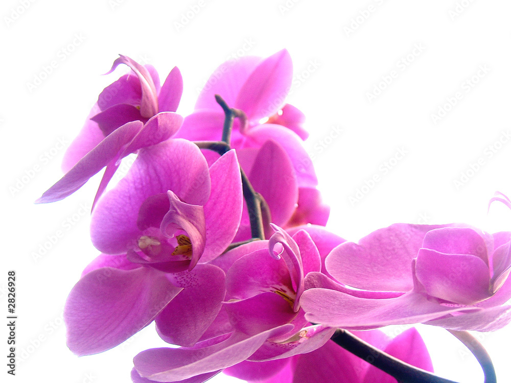 orchidee 1 orchidee 1