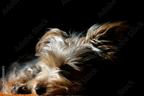 puppy in light and shadow #3
