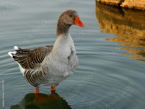 duck