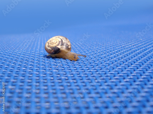 little snail