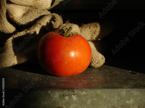 organic tomato