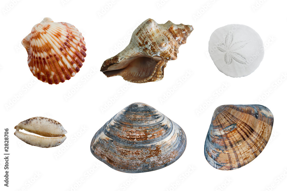 isolated group of seashells isolated group of seashells