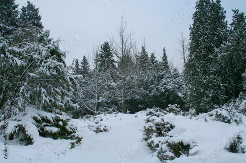 winter garden