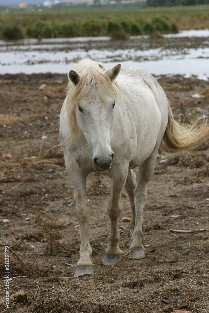 wild white horse