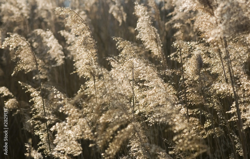reed background