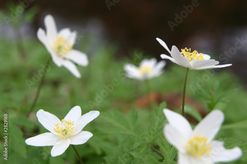 five white anemones