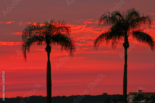 twin palm delight