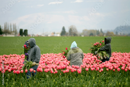tulip farm workers
