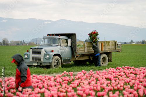 tulip farm workers
