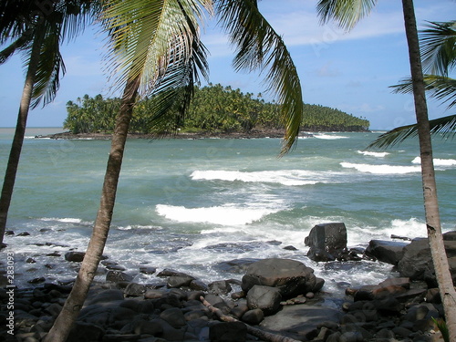 ocean and palms