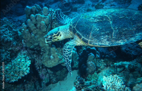 meeresschildkröte © RICO