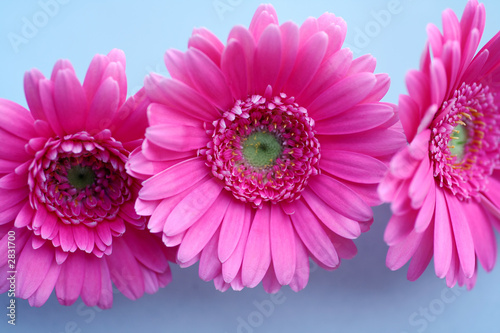 pink gerbera