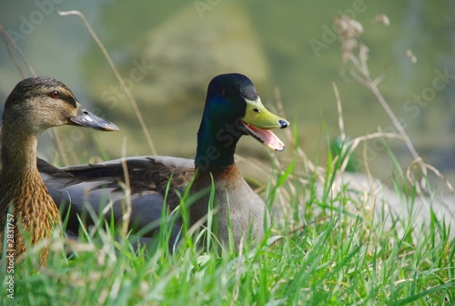 enten am innufer photo