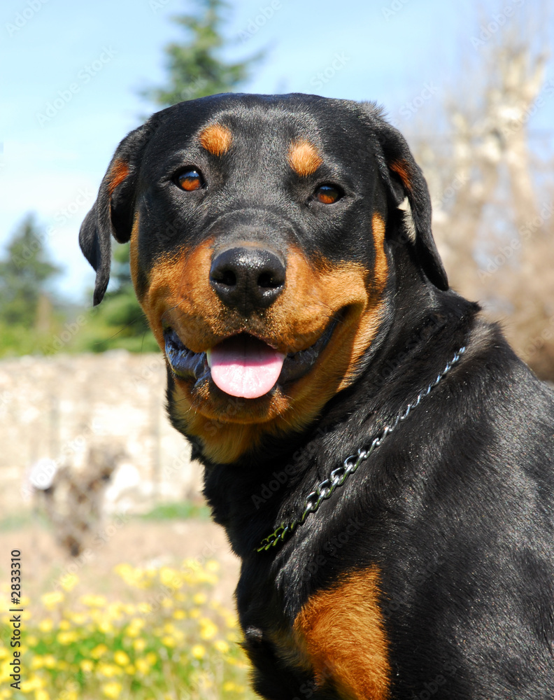 femelle rottweiler