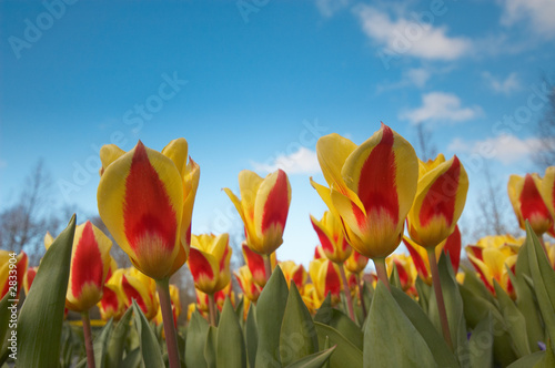 tulips in spring