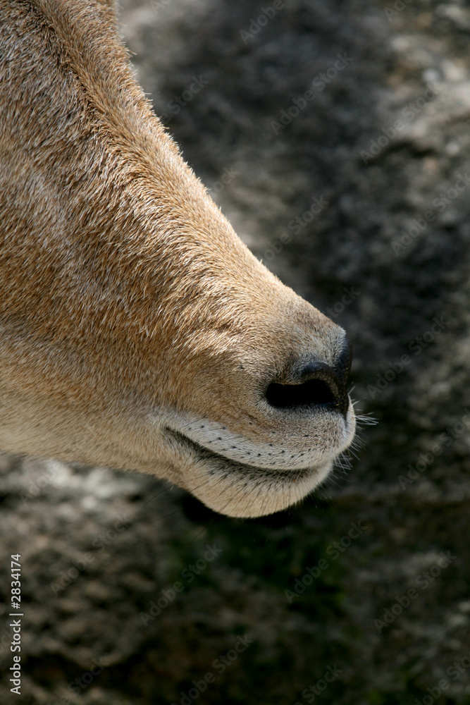 african goat nose african goat nose