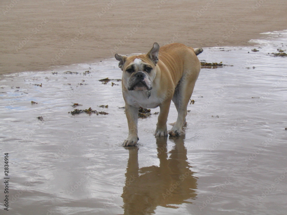 bulldog at the sea
