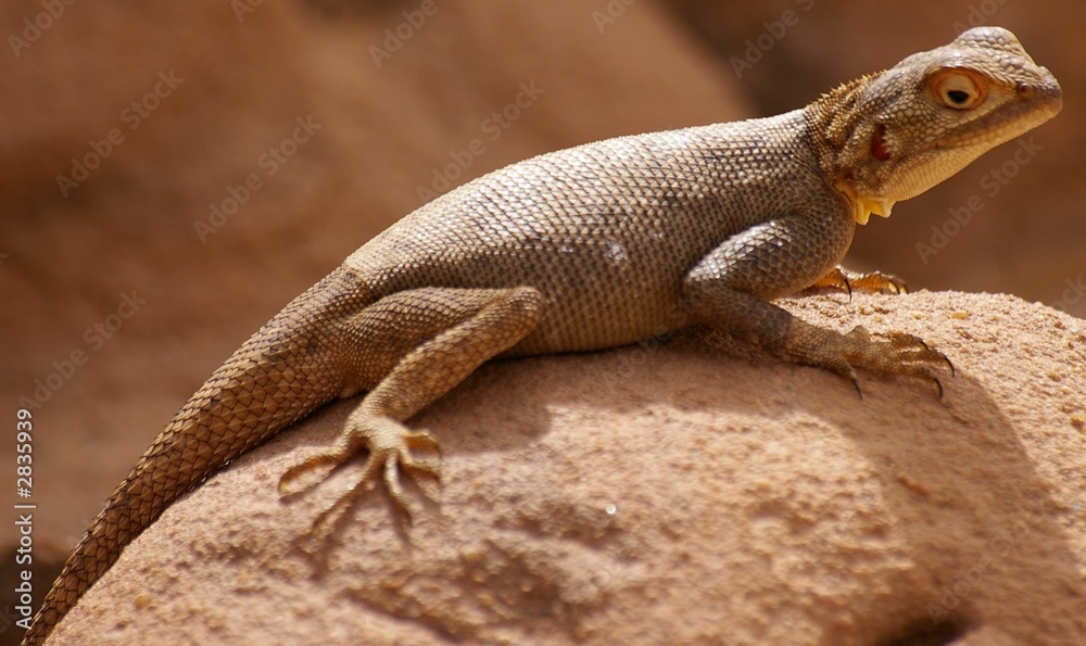 lézard du désert (agame) lézard du désert (agame)