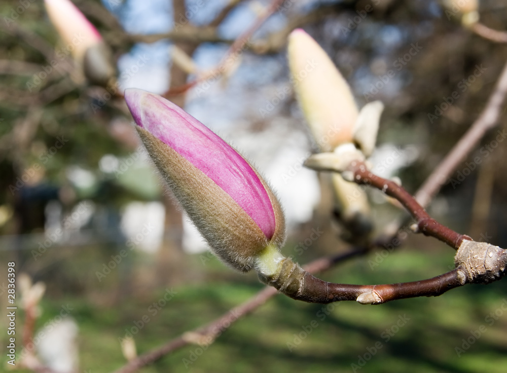 early magnolia bud early magnolia bud