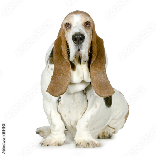 Fotografía chiot basset artésien