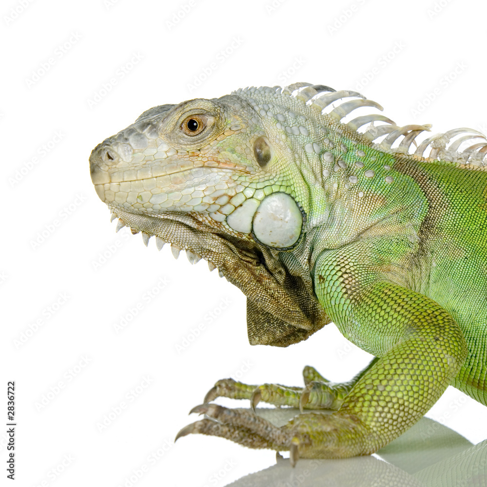 Fototapeta premium iguane vert