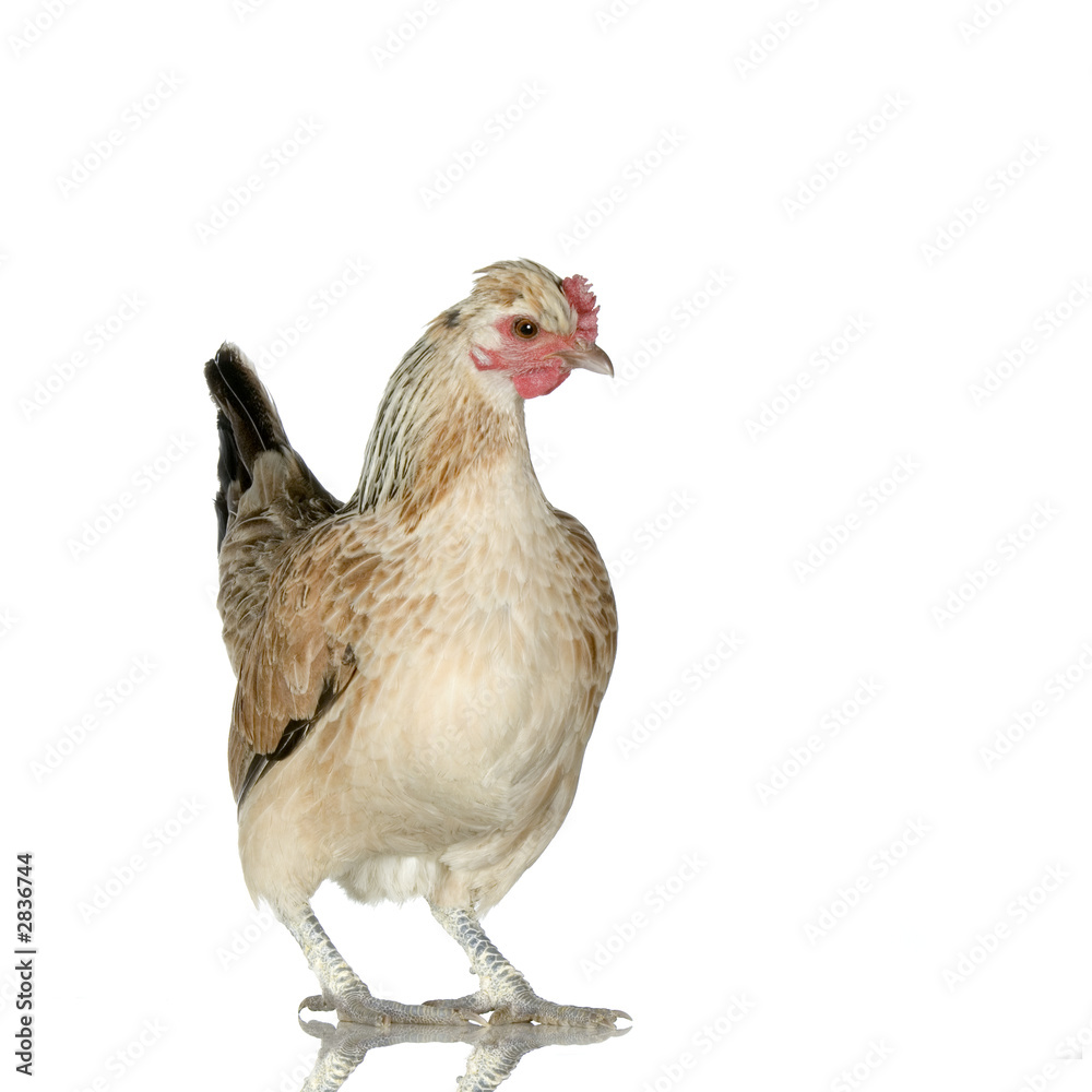 Fototapeta premium poule