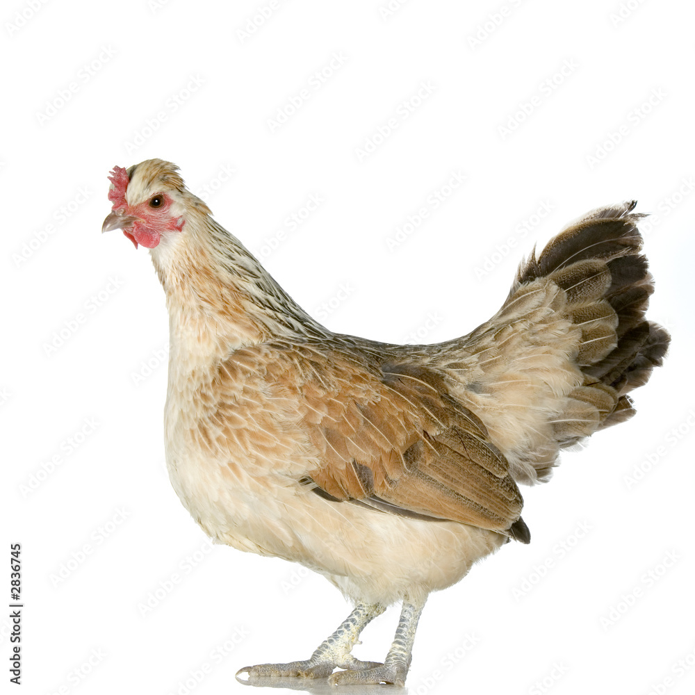 Fototapeta premium poule
