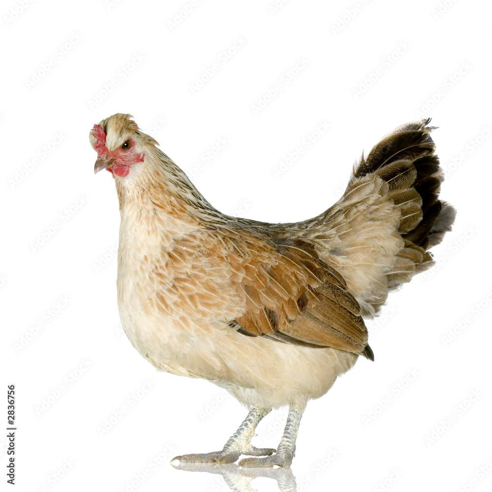 Fototapeta premium poule