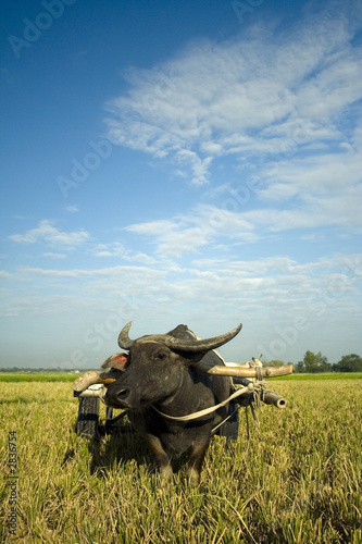 ox cart