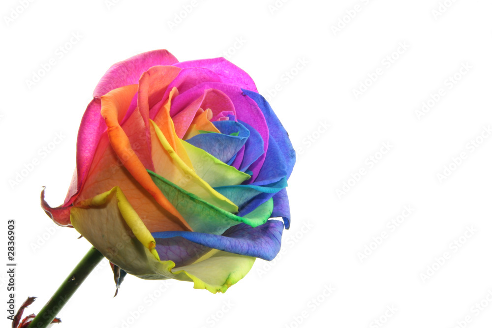 Naklejka premium colorful rose