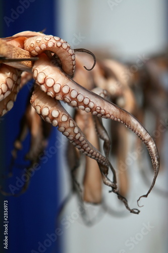 octopus from greece ii