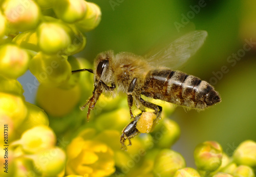 the bee in flower