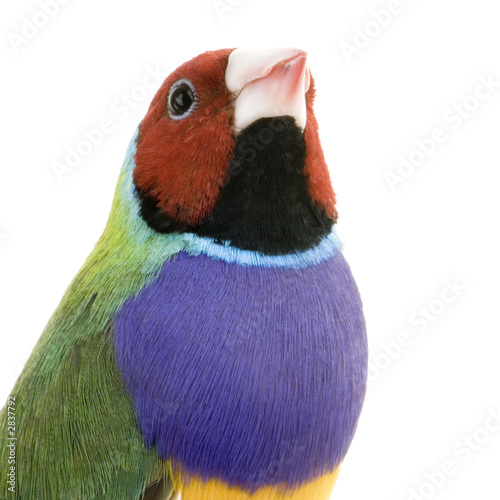 diamant de gould - erythrura gouldiae photo