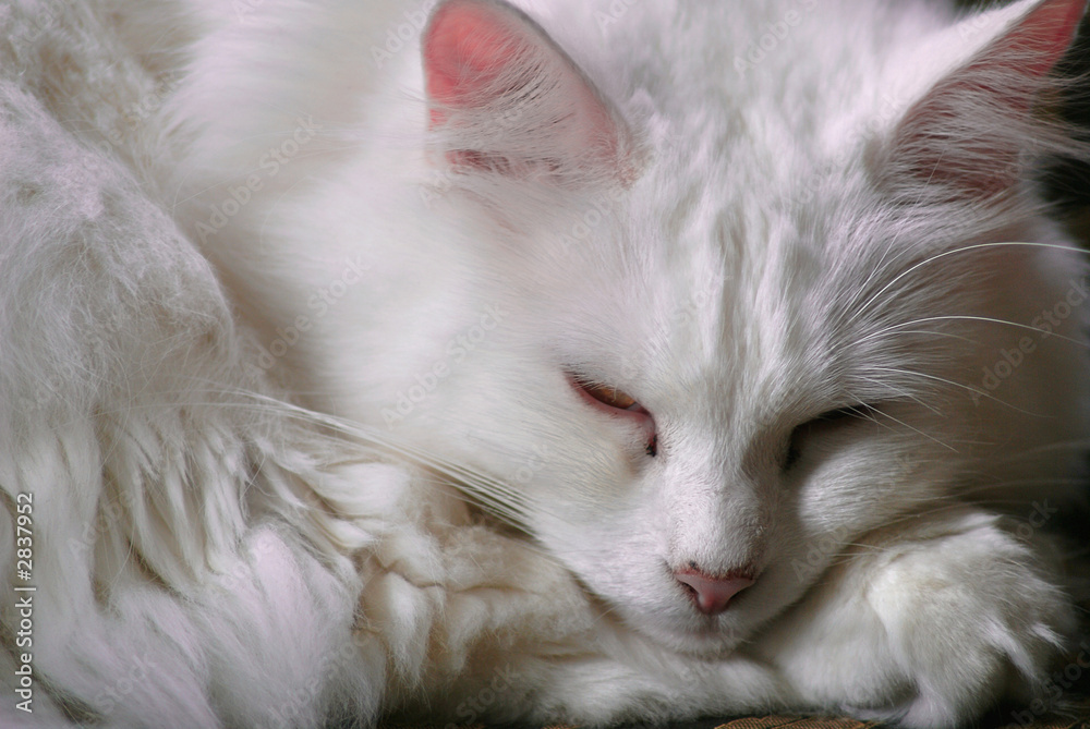 white turkish angora cat sleeping white turkish angora cat sleeping