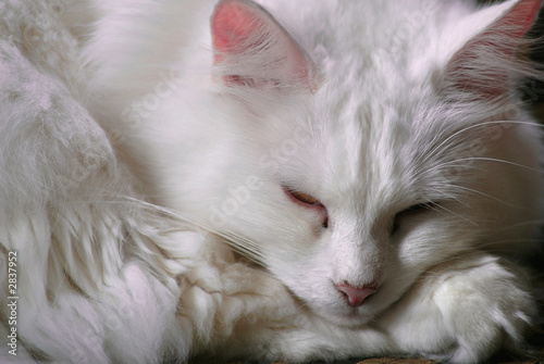 white turkish angora cat sleeping