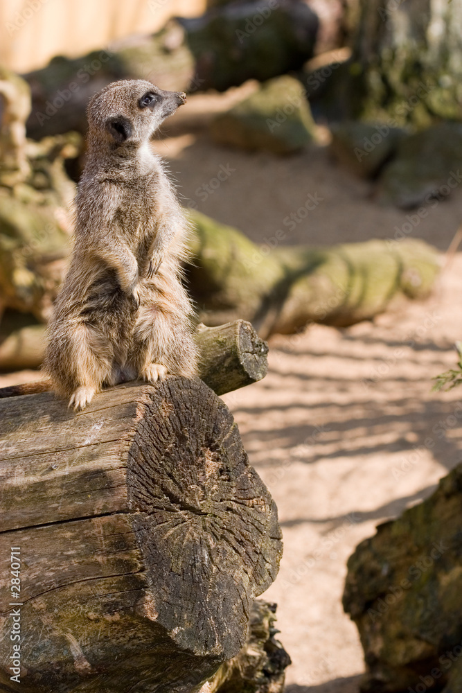 Fototapeta premium meerkat looking right