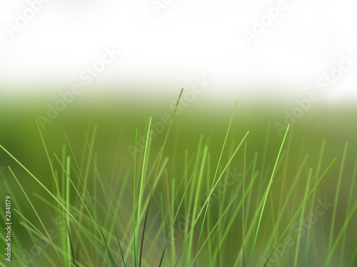 grass beauty
