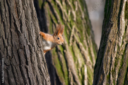 squirrel look out from tree stem