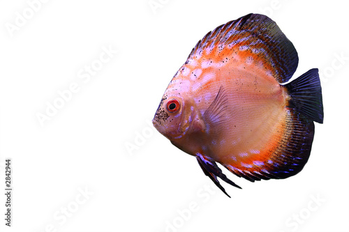 the discus fish n2