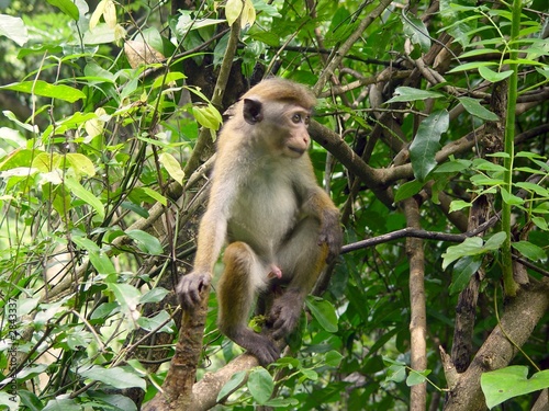 apes