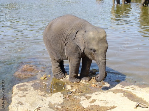 baby elephant photo