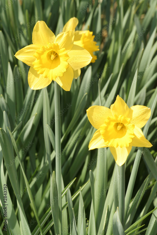 trumpet daffodil