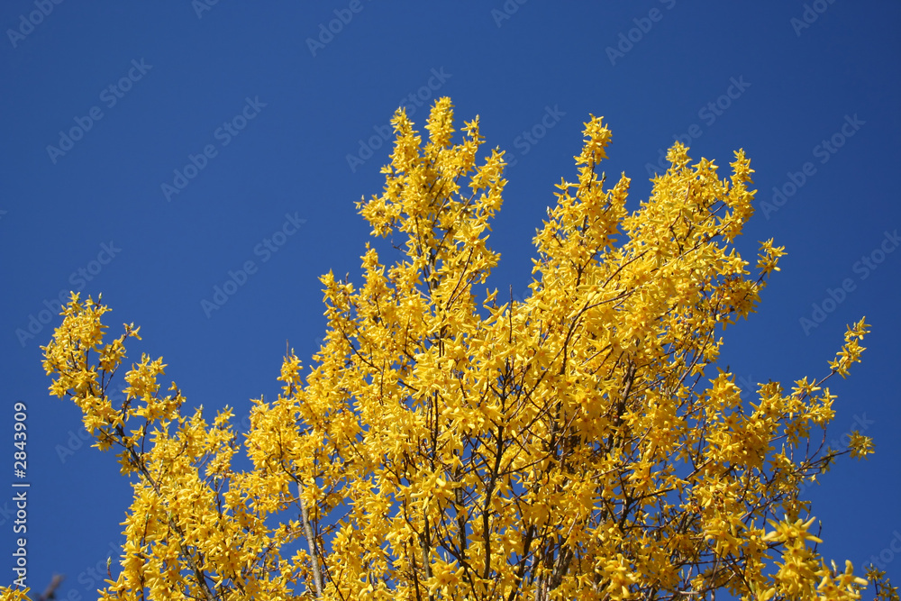 yellow blossom on a tree in spring