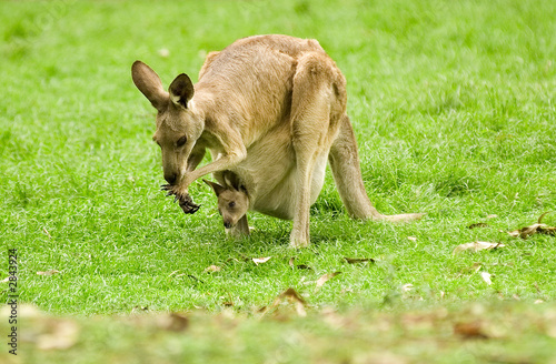 kangaroo and joey