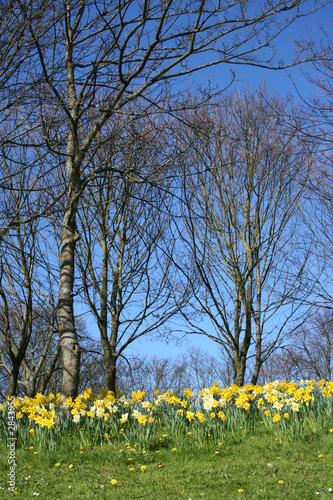 woodlands in springtime with daffodils