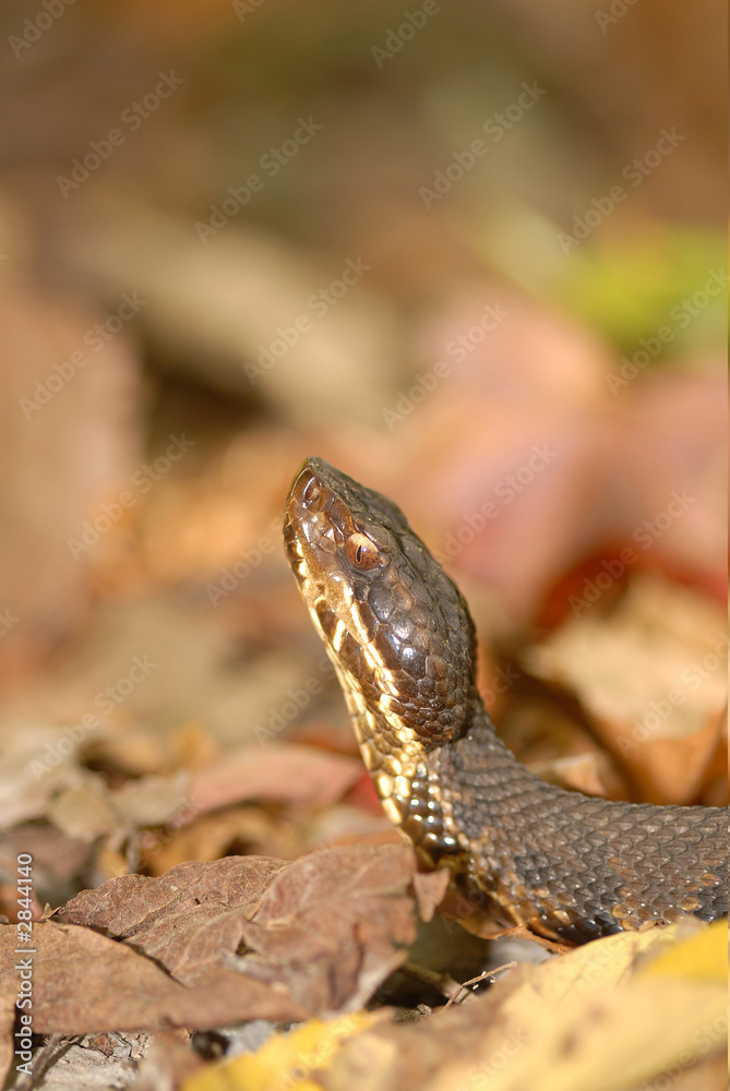 Fototapeta premium cotton mouth snake and fall colors